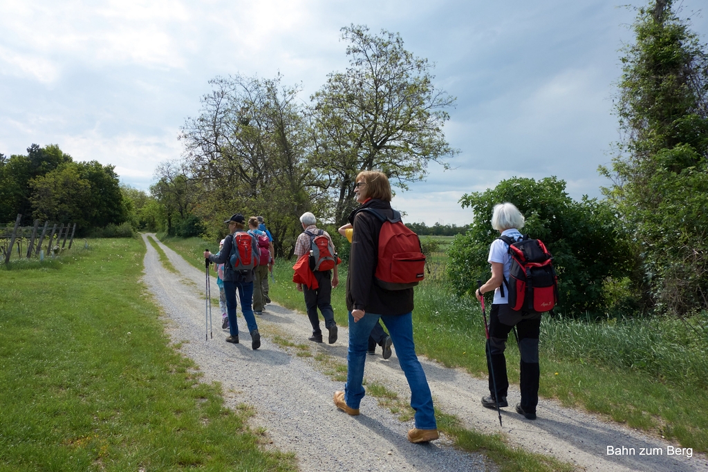 Öffi-Tour: Flora am Hundsheimer Berg