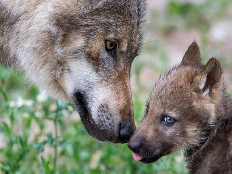 Der Wolf und seine Rolle im Ökosystem